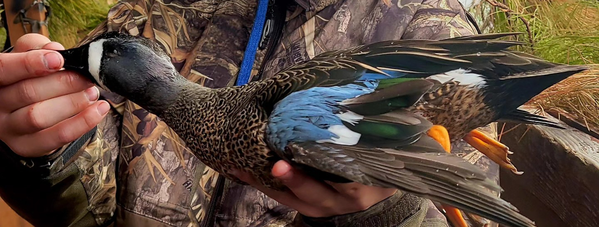 Blue-winged teal duck hunting charter