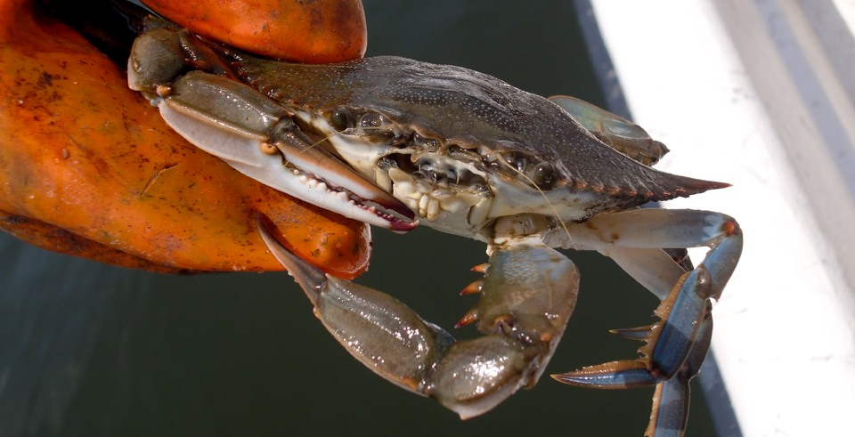 Blue crab