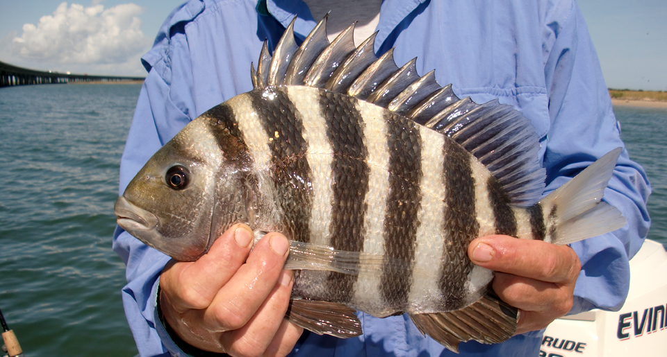 OBX Sheepshead