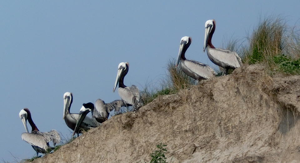 Outer Banks Brown pelicans