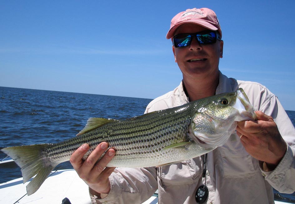 OBX Striped bass