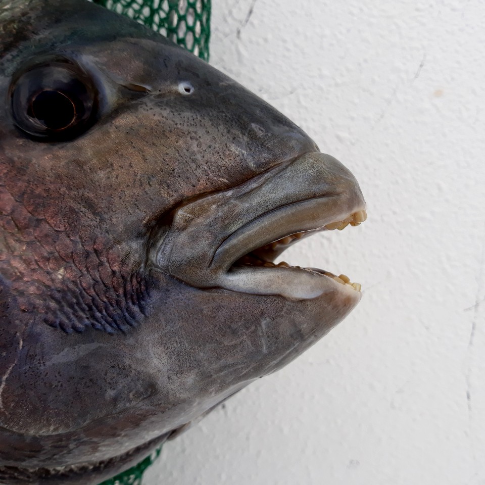 Sheepshead Head