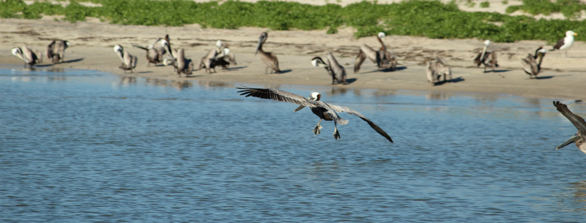 OBX Birding Tours