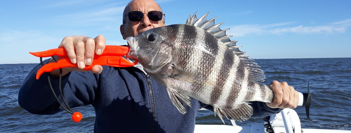 OBX Sheepshead